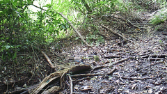 Garrulus glandarius japonicus