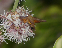 Macroglossum vacillans