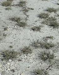 Puccinellia intermedia