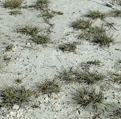 Puccinellia intermedia