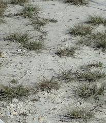 Puccinellia intermedia