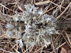 Heterodermia echinata