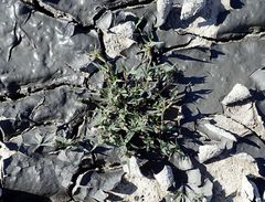 Sporobolus aculeatus