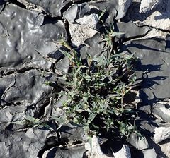 Sporobolus aculeatus