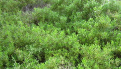 Myoporum acuminatum