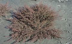 Suaeda pannonica