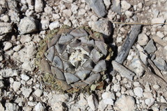 Ariocarpus retusus retusus
