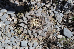 Ariocarpus retusus retusus