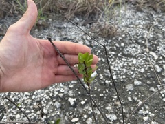 Chiococca parvifolia