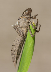 Rhionaeschna californica