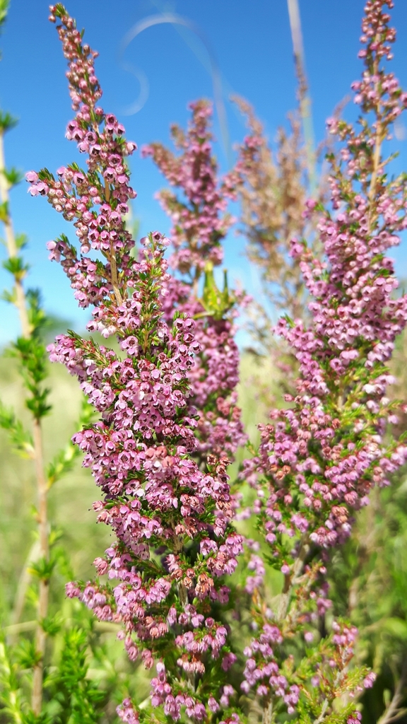 Erica nemorosa