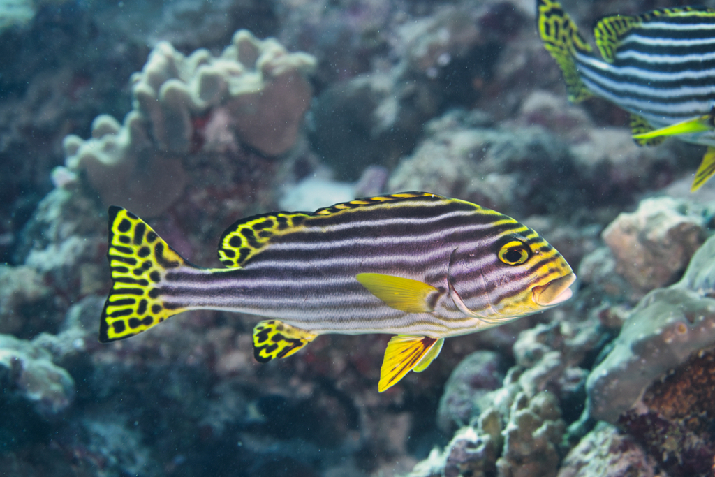 Indian Ocean Oriental Sweetlips
