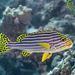 Oriental Sweetlips - Photo (c) David R, some rights reserved (CC BY-NC), uploaded by David R