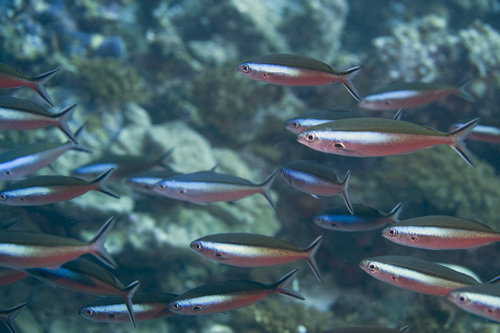 Blue-dash fusilier (Pterocaesio tile) — Caesionidae — 4
