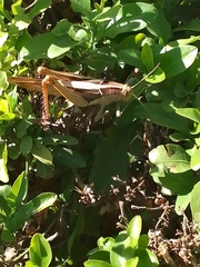 Acanthacris ruficornis