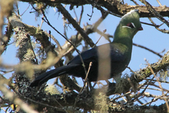 Tauraco corythaix phoebus