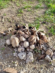 Coprinopsis atramentaria