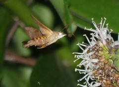 Macroglossum vacillans