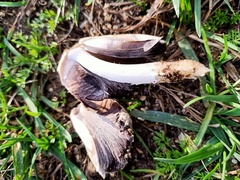 Coprinopsis atramentaria