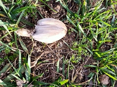 Coprinopsis atramentaria