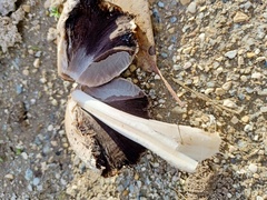 Coprinopsis atramentaria