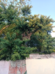 Lonchocarpus longistylus