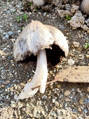 Coprinopsis atramentaria