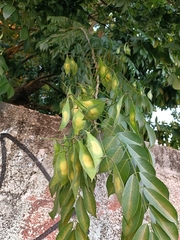 Lonchocarpus longistylus