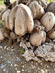 Coprinopsis atramentaria