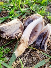 Coprinopsis atramentaria