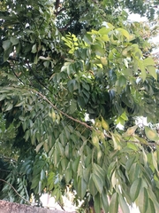 Lonchocarpus longistylus