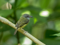 Oncostoma cinereigulare