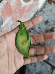 Lonchocarpus longistylus