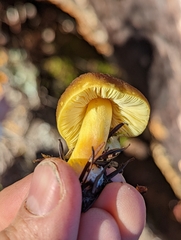Pluteus fulvibadius