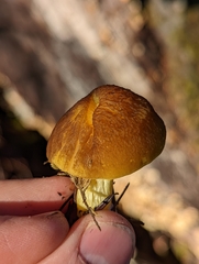 Pluteus fulvibadius