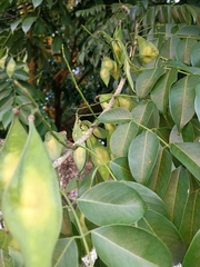 Lonchocarpus longistylus