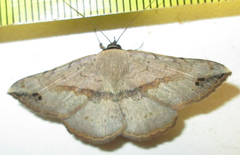 Maxera marchalii