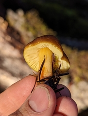 Pluteus fulvibadius