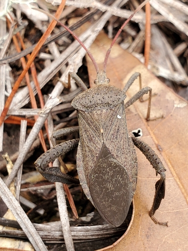 Acanthocephala image
