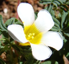Oxalis capillacea