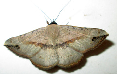Maxera marchalii