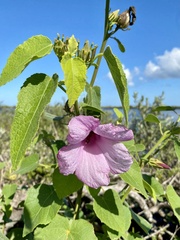 Hibiscus furcellatus image