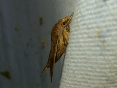 Macroglossum prometheus