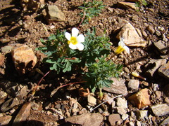 Oxalis capillacea