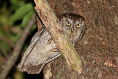 Otus elegans