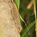 Takarajima Island Gecko - Photo (c) Yu Ching Tam, some rights reserved (CC BY-NC-ND), uploaded by Yu Ching Tam