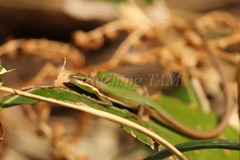 Takydromus smaragdinus