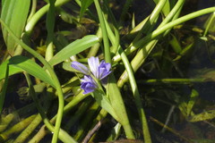 Pickerelweed (Monochoria)
