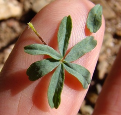 Oxalis capillacea