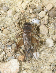 Svercacheta siamensis